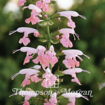 Punasalvia Summer Jewel Pink (siemenet)