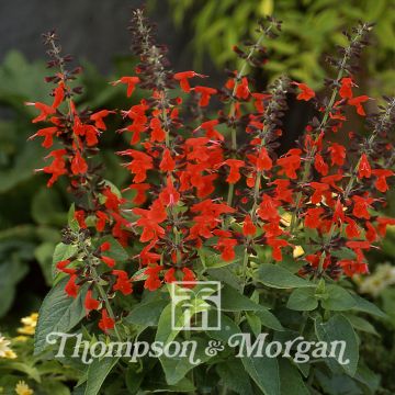 Punasalvia Summer Jewel Red (siemenet)