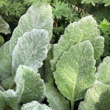 Keijunsalvia - Salvia argentea