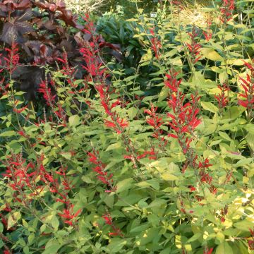 Ananassalvia Golden Delicious