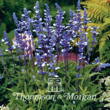 Härmesalvia Fairy Queen (siemenet)