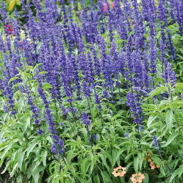 Härmesalvia Saga
