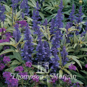 Härmesalvia Victoria (siemenet)