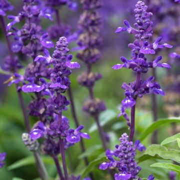 Härmesalvia Victoria Blue