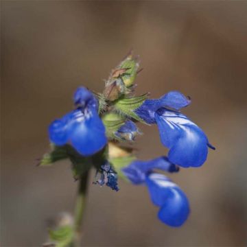 Keijunsalvia - Salvia forreri