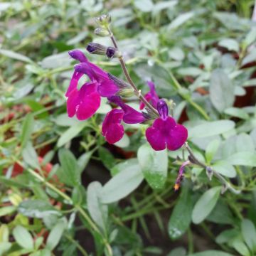 Keijunsalvia Violette de Loire