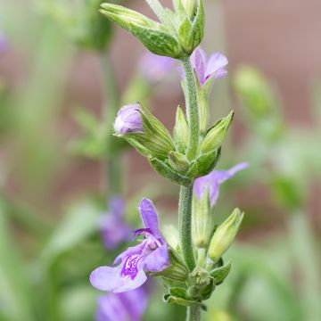 Laventelisalvia - Salvia lavandulifolia