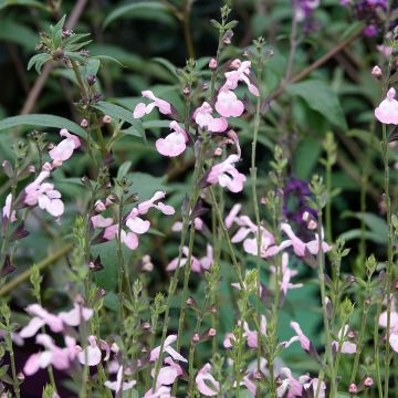 Keijunsalvia Anduus