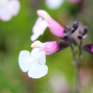 Keijunsalvia Delice Fiona