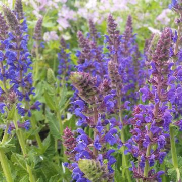 Lehtosalvia April Night