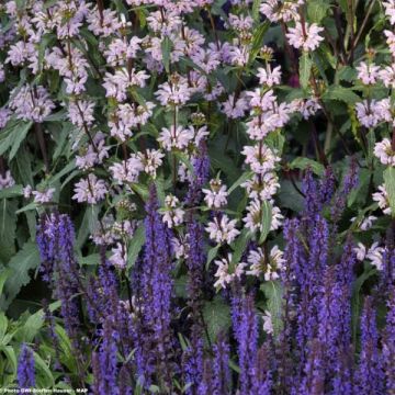 Lehtosalvia Blauhügel
