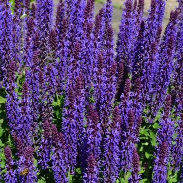 Lehtosalvia Blue Bouquetta