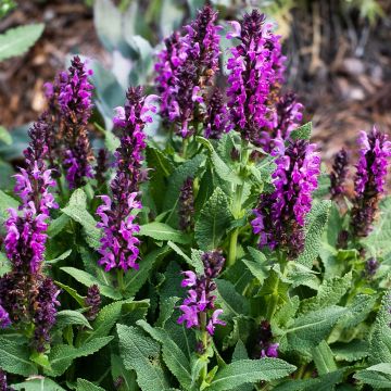 Lehtosalvia Bumbleberry