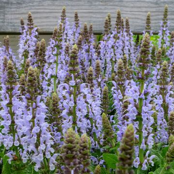 Lehtosalvia Bumblesky