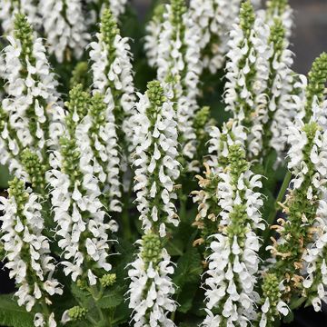 Lehtosalvia Bumblesnow