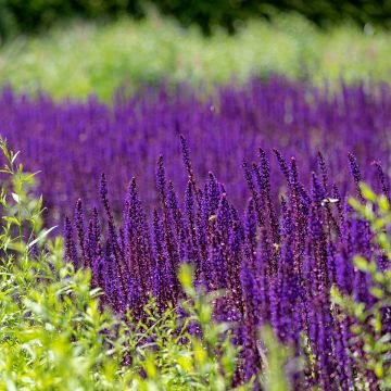 Lehtosalvia Caradonna Compact