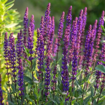 Lehtosalvia Caradonna