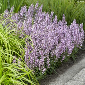 Lehtosalvia Feathers Flamingo