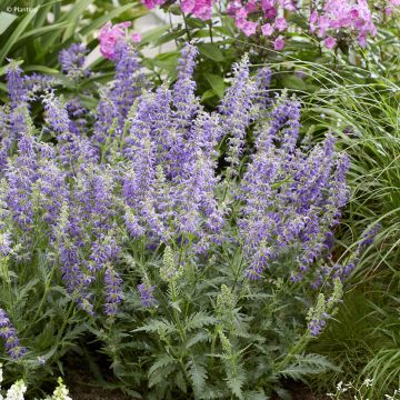 Lehtosalvia Feathers Peacock