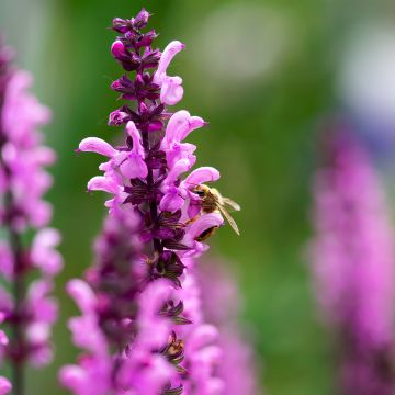 Loistosalvia Lyrical Rose