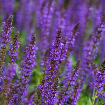 Lehtosalvia Mainacht