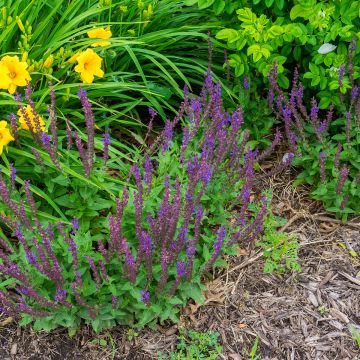 Lehtosalvia Marcus