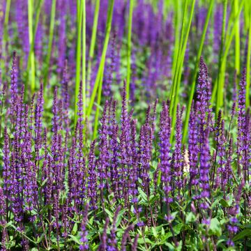 Lehtosalvia Ostfriesland