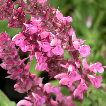 Lehtosalvia Rose Queen
