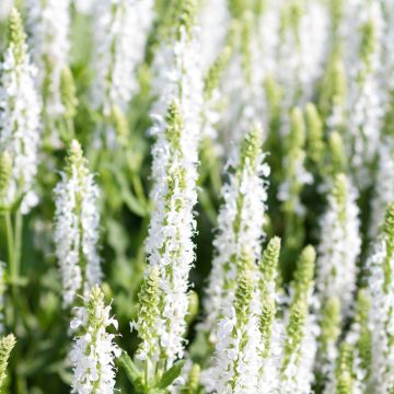 Lehtosalvia Salute White