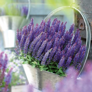 Lehtosalvia Sensation Deep Blue