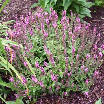 Lehtosalvia Sensation Rose