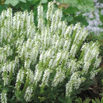 Lehtosalvia Sensation White