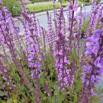 Lehtosalvia Serenade