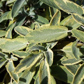 Ryytisalvia Berggarten Variegated