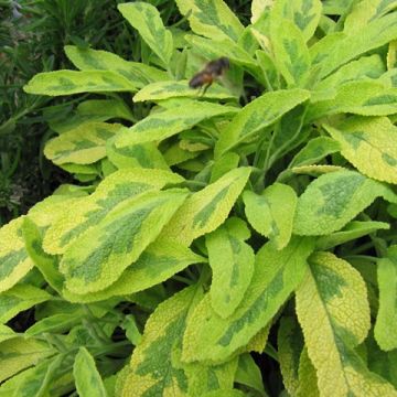 Ryytisalvia Icterina