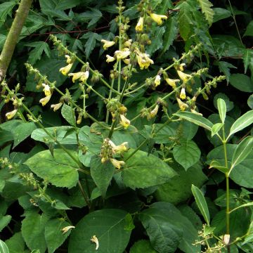 Keijunsalvia - Salvia omeiana