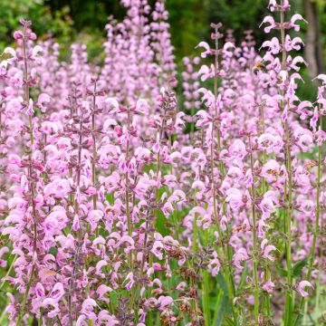 Niittysalvia Eveline