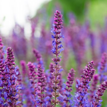 Niittysalvia Lyrical Blues