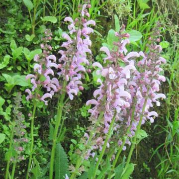 Niittysalvia Pink Delight