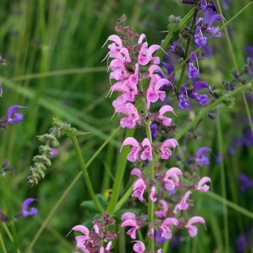 Niittysalvia Rose Rhapsody
