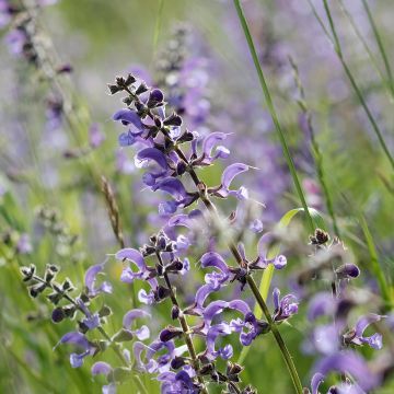 Niittysalvia Sky Dance