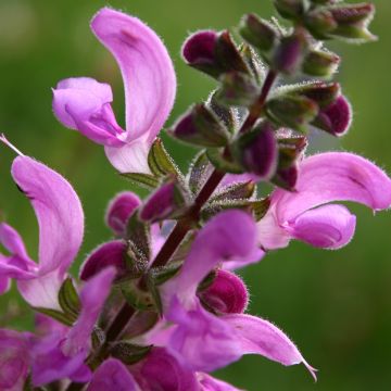 Niittysalvia Sweet Esmeralda