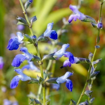 Keijunsalvia West Texas form