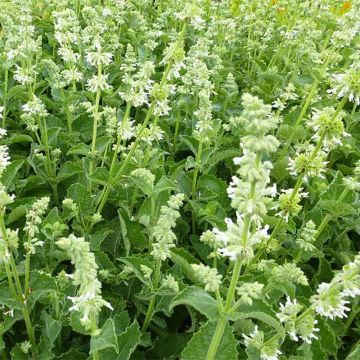 Kiehkurasalvia Alba