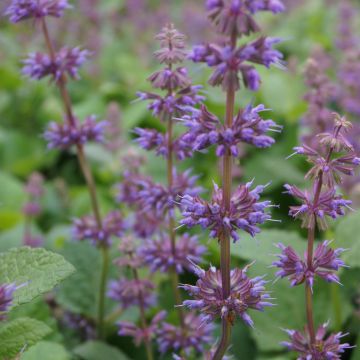 Kiehkurasalvia Endless Love