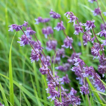 Kiehkurasalvia Hannay's Blue