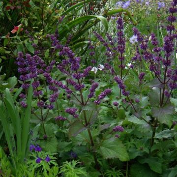 Kiehkurasalvia Purple Rain
