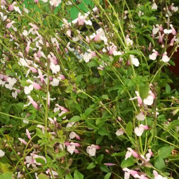 Keijunsalvia Delice Roselilac