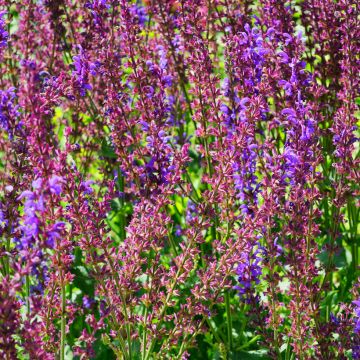 Loistosalvia Dear Anja