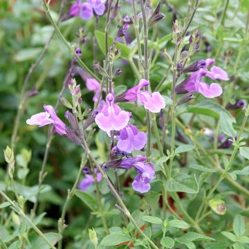Keijunsalvia Carolus